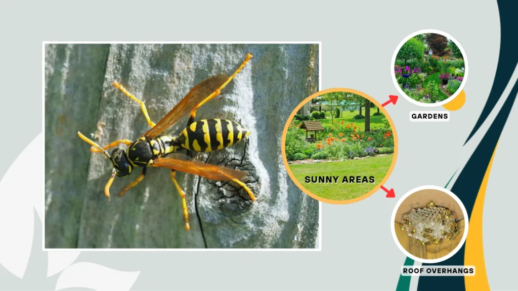 European paper wasps Habitat and Distribution