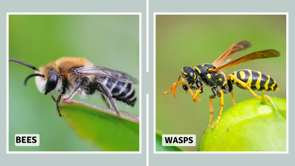 Bees and Wasps Hair and Texture