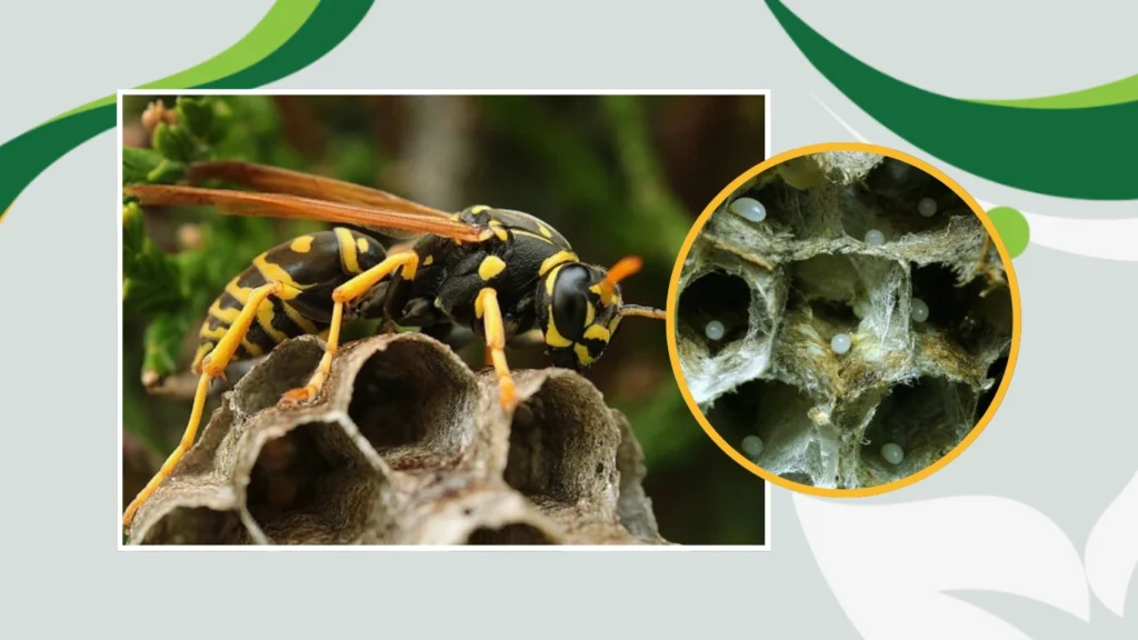 How Many Queen Wasps Are in a Nest