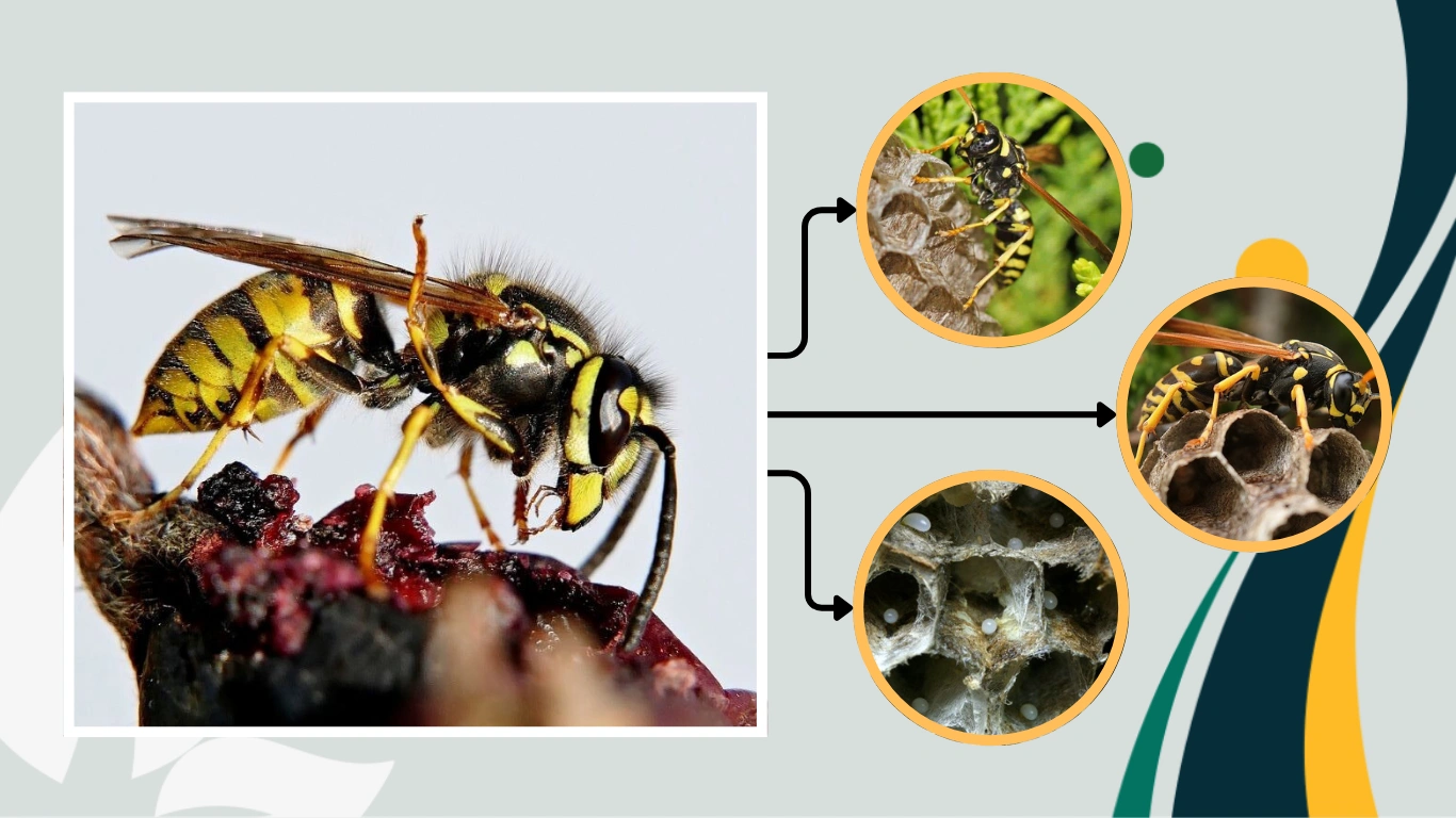 How Many Queen Wasps Are in a Nest ( Lifecycle, Role )