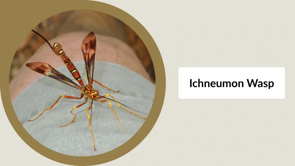 Ichneumon Wasp