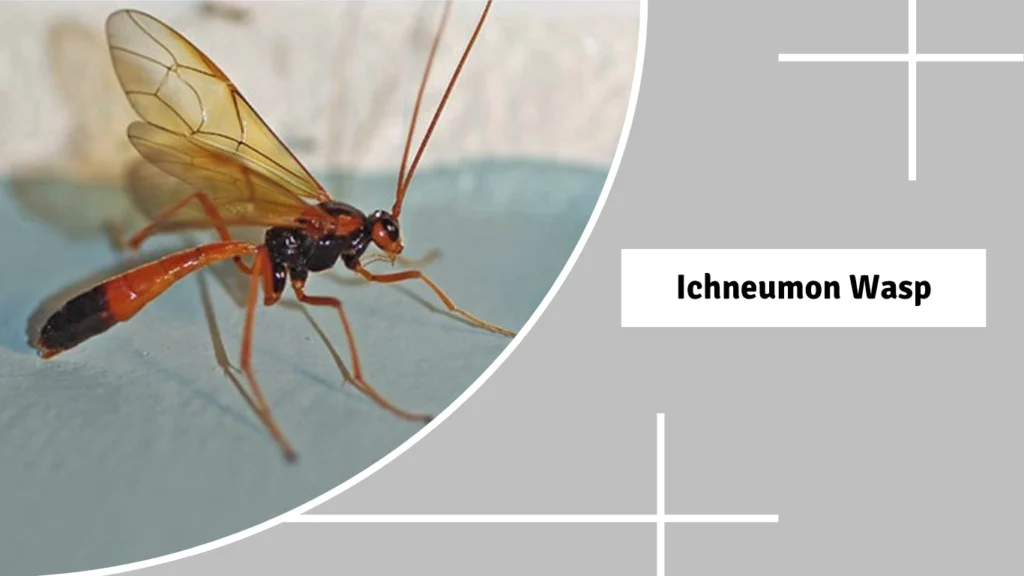 Ichneumon Wasp