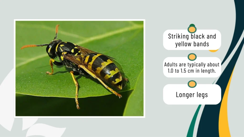 European paper wasps Identification and Appearance