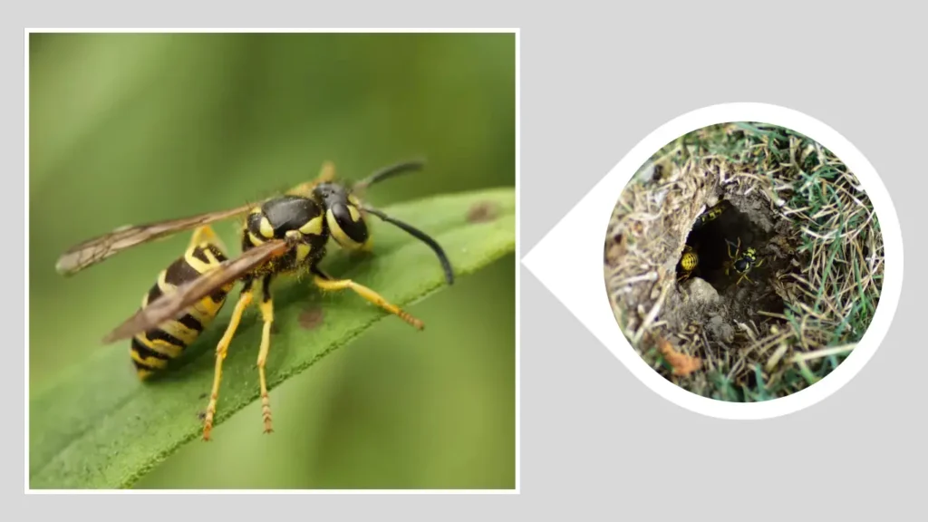 Identify the Nest Before Taking Action