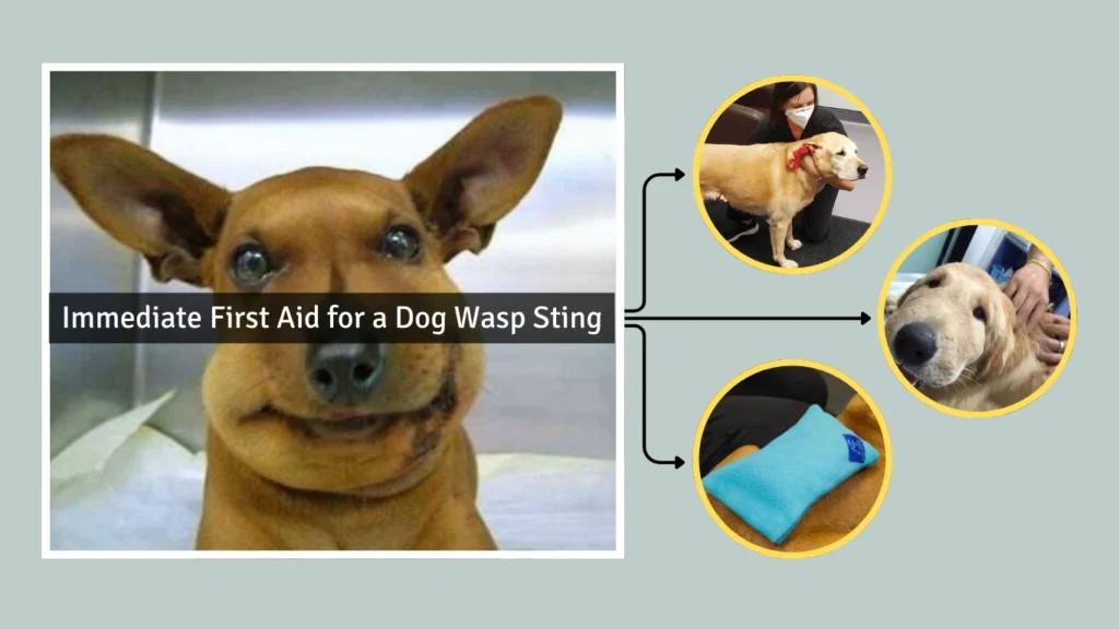 Immediate First Aid for a Dog Wasp Sting