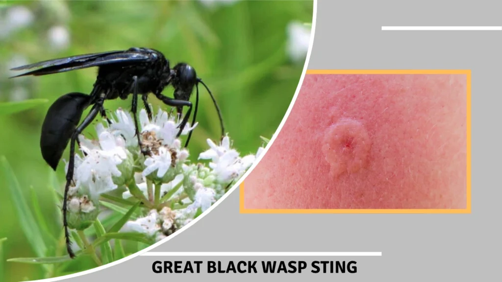 Is a Great Black Wasp Sting Dangerous