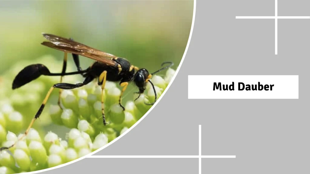 Mud Dauber