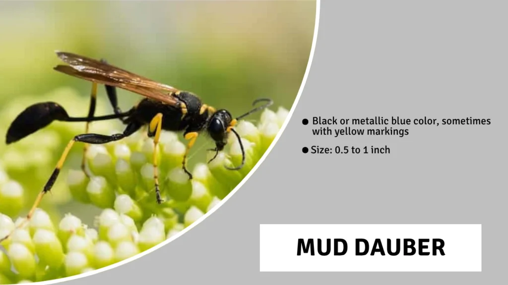 Mud Dauber