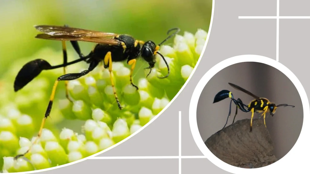 Mud Dauber Wasp Behavior and Characteristics