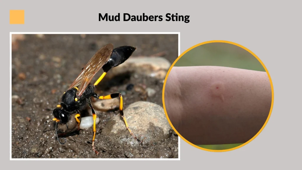 Mud Daubers Sting