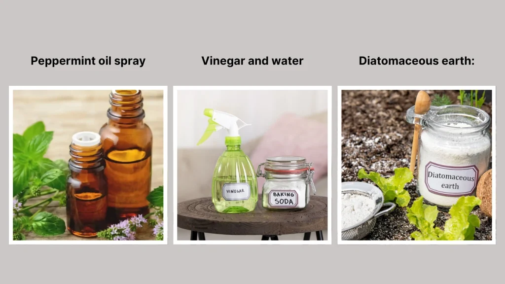 Natural Repellent Options for Mud Bees