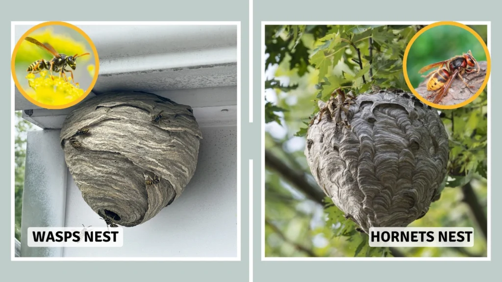 Wasp and a Hornet Nest Location and Structure