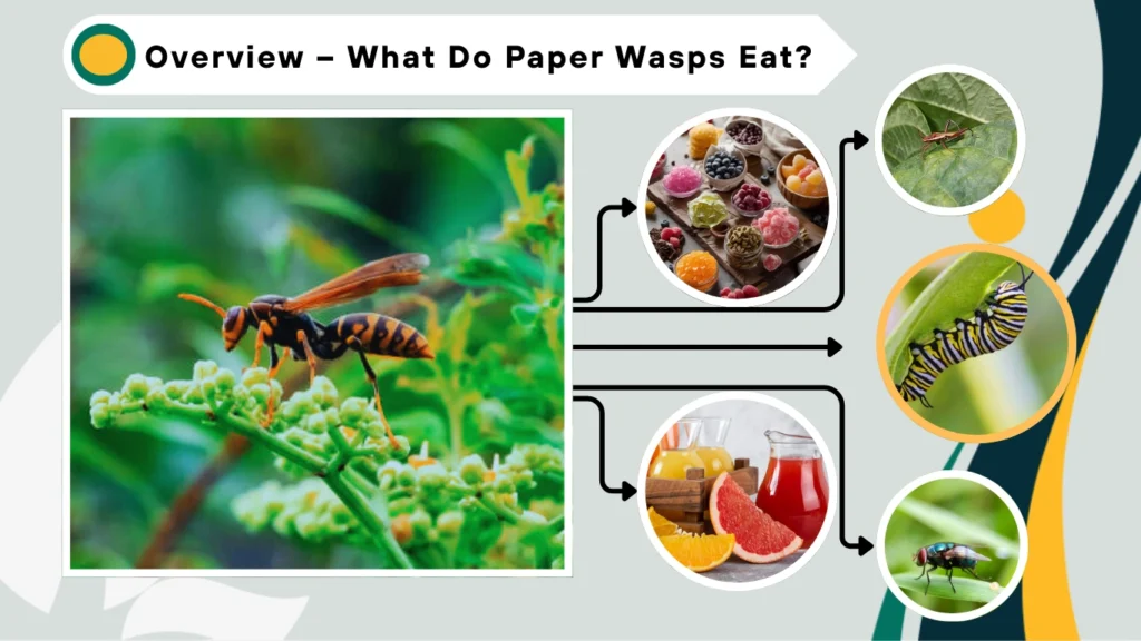 Overview – What Do Paper Wasps Eat