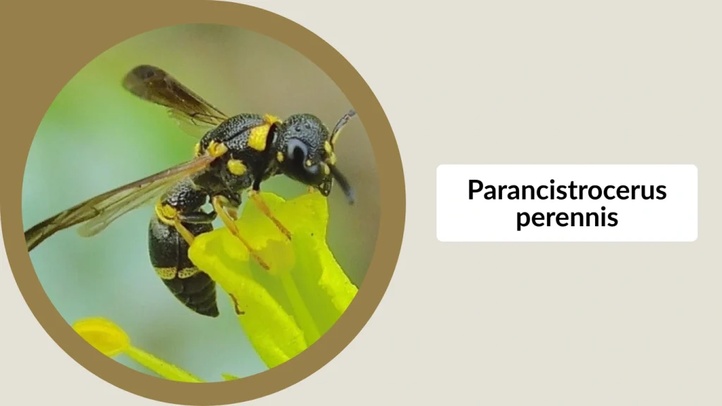 Parancistrocerus perennis