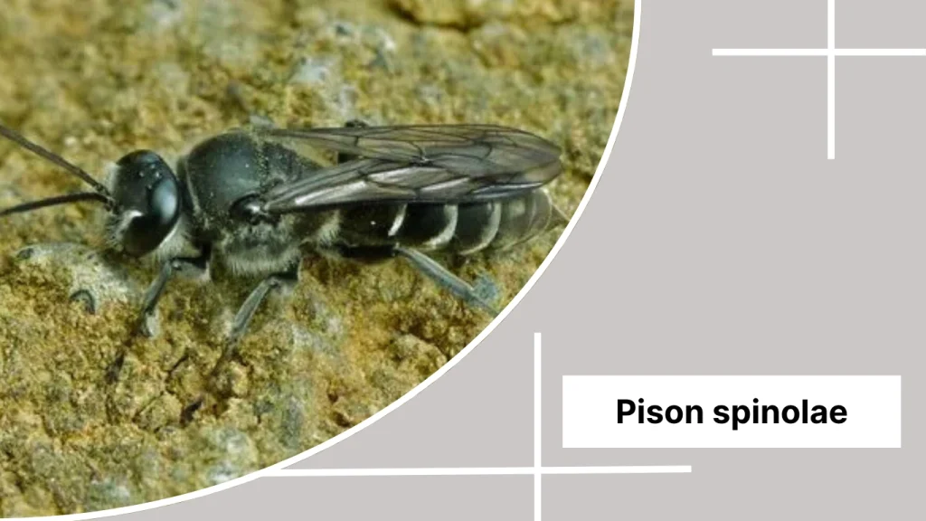 Pison spinolae