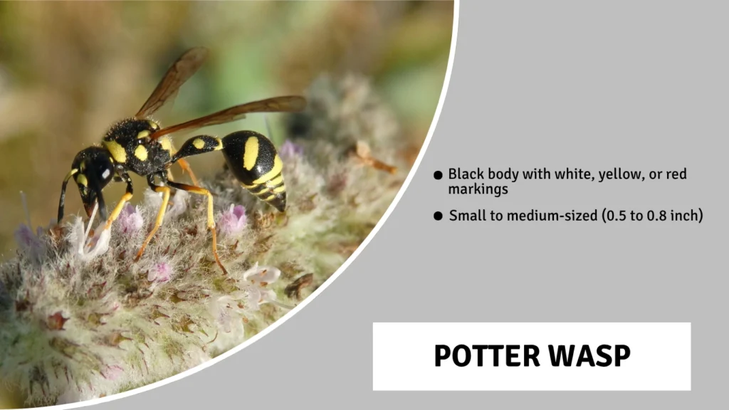 Potter Wasp
