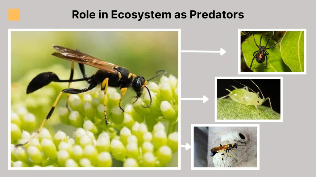 Role in Ecosystem as Predators