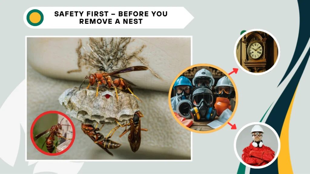 Safety First – Before You Remove a Nest