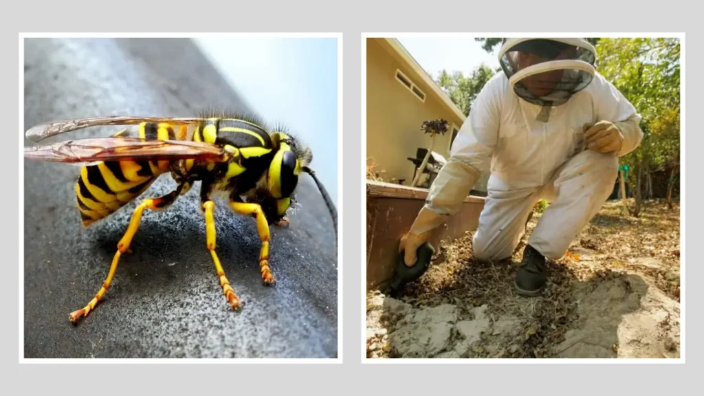 Safety Precautions Before Nest Removal