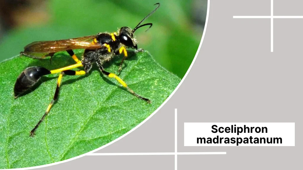 Sceliphron madraspatanum