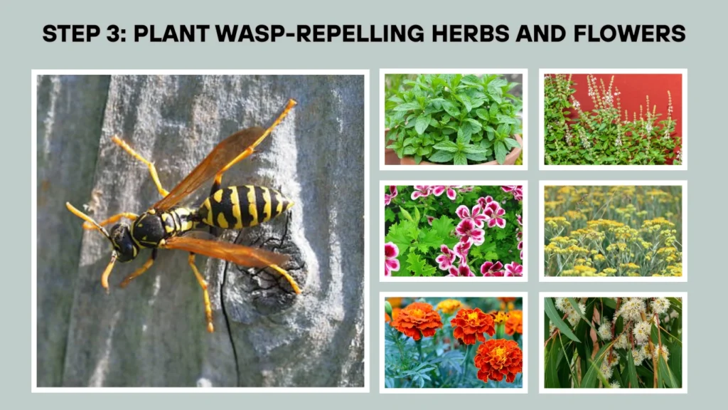 Step 3 Plant Wasp-Repelling Herbs and Flowers