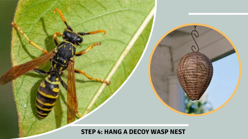 Step 4 Hang a Decoy Wasp Nest
