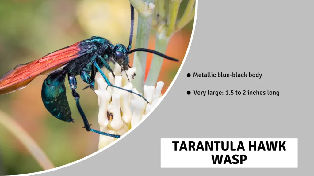 Tarantula Hawk Wasp