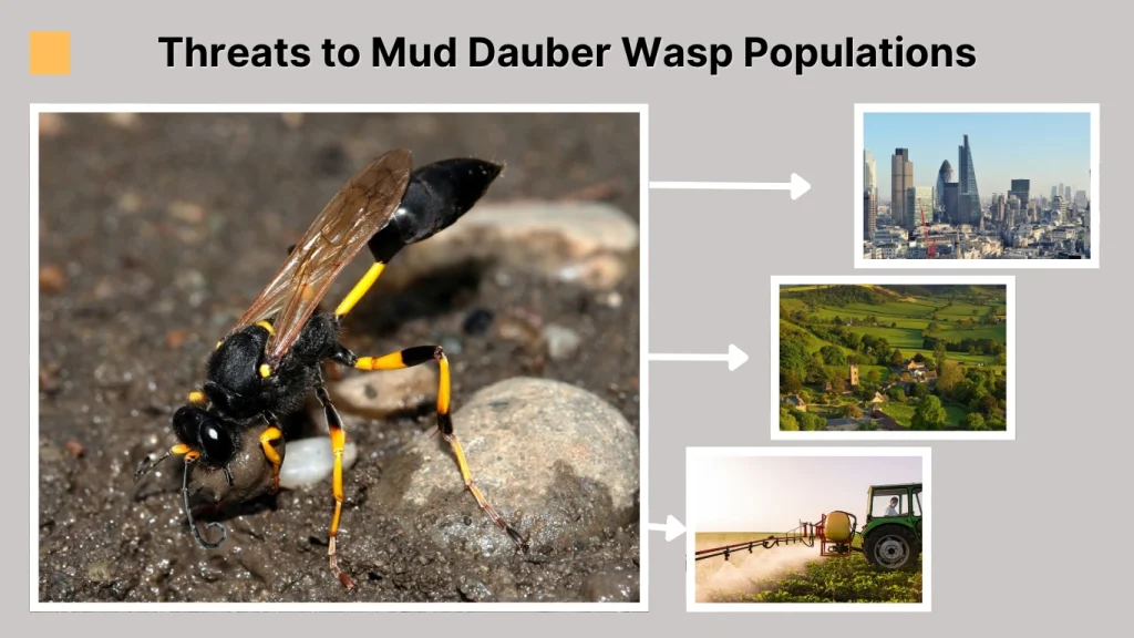Threats to Mud Dauber Wasp Populations
