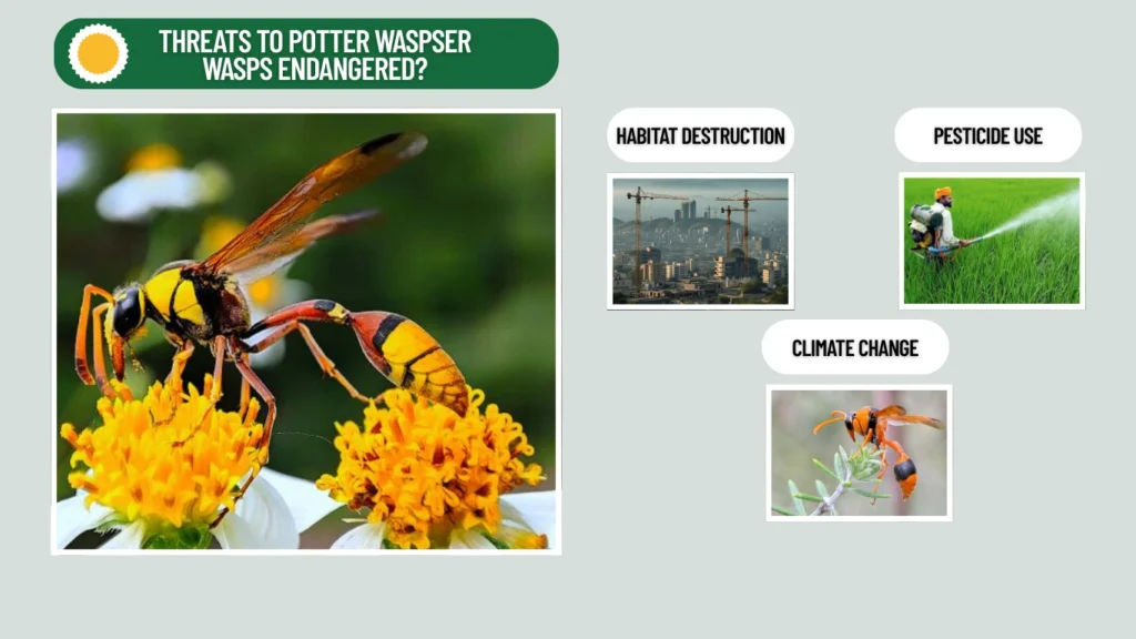 Threats to Potter Waspser Wasps Endangered