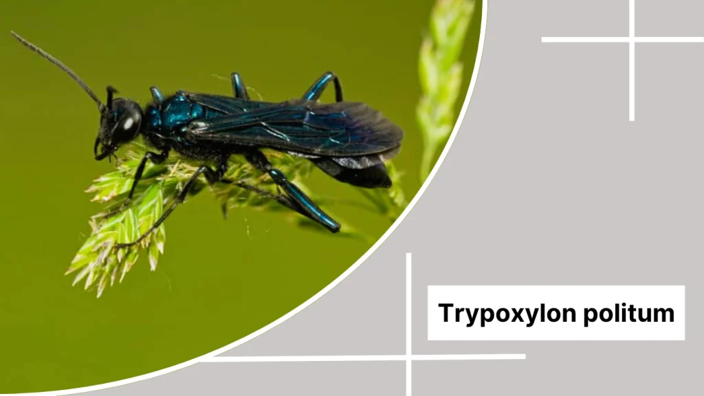Trypoxylon politum – Organ Pipe Mud Dauber