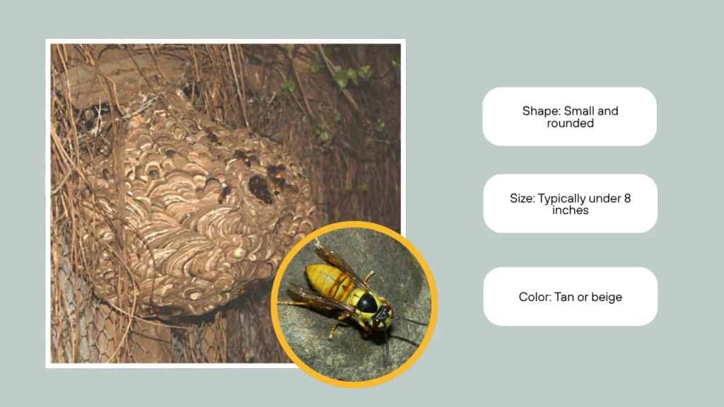 Vespa bicolor Nest