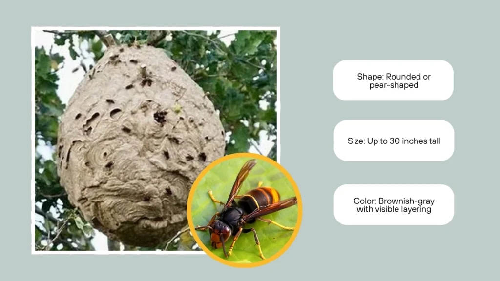 Vespa velutina (Asian Hornet) Nest