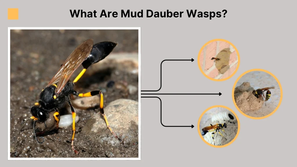 What Are Mud Dauber Wasps