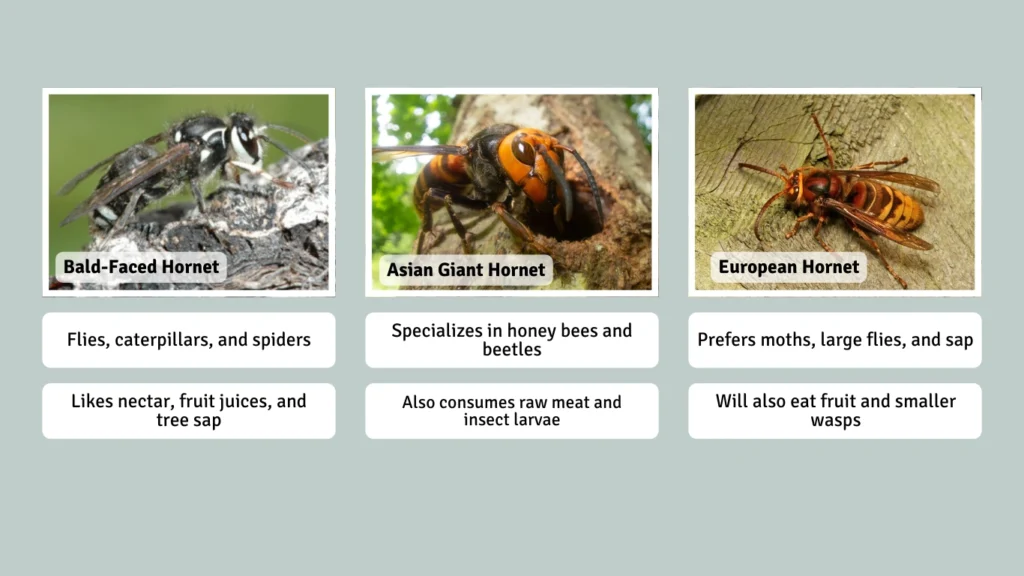 What Do Specific Hornet Species Eat