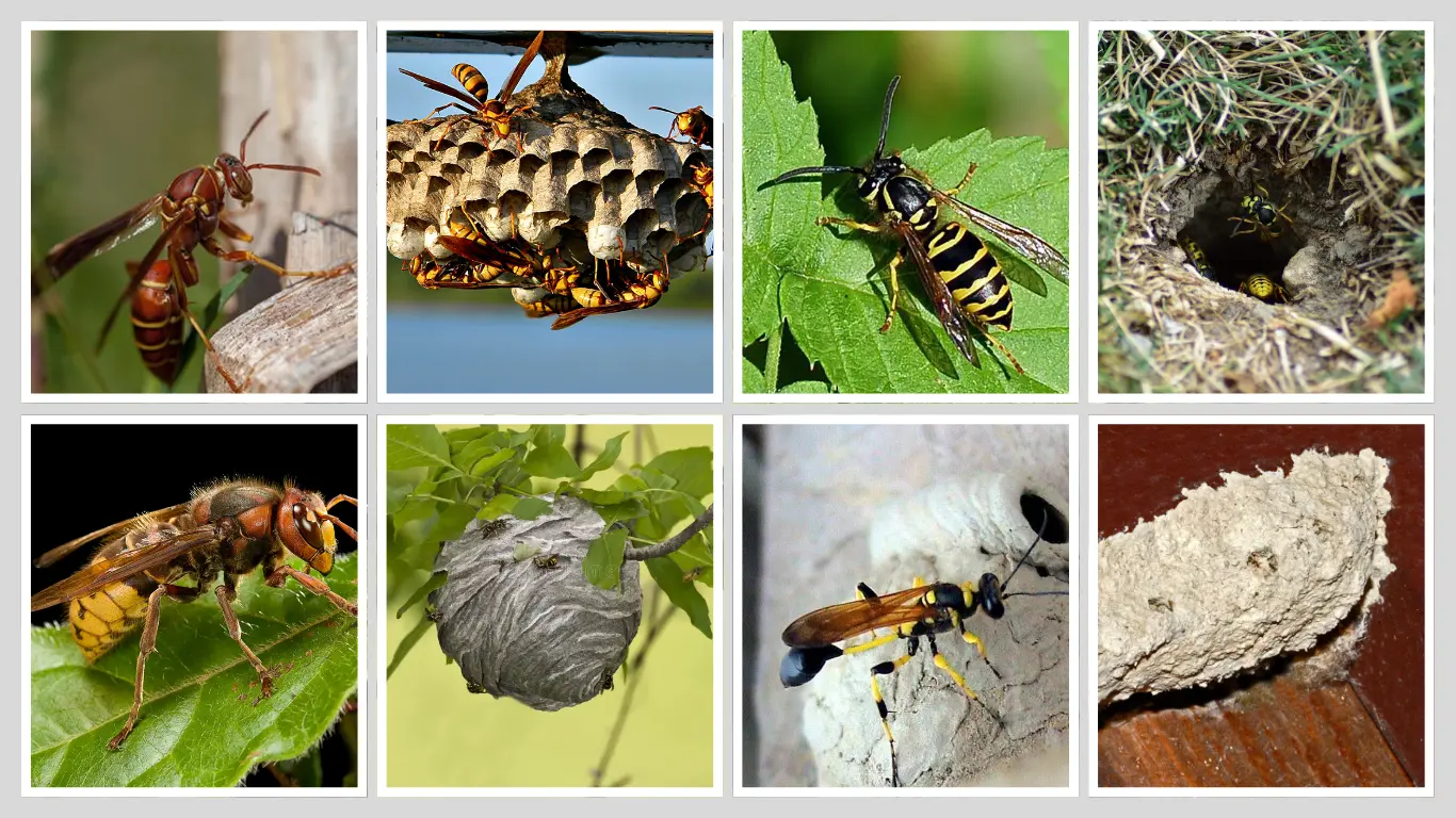 What Do Wasp Nests Look Like How to Spot Similar Nests