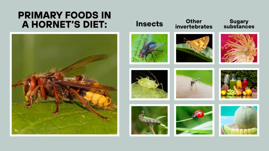 What Does a Hornet Eat