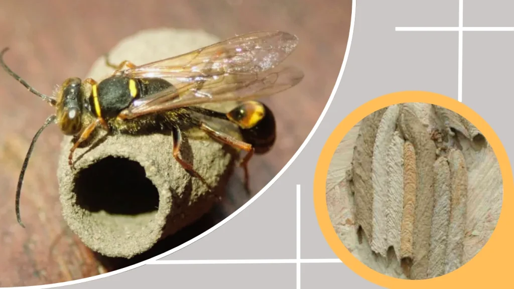 What Is a Mud Dauber Nest
