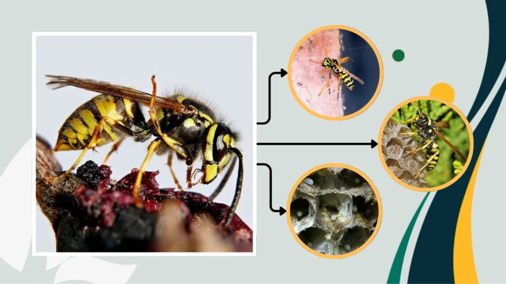 What Is the Role of the Queen Wasp