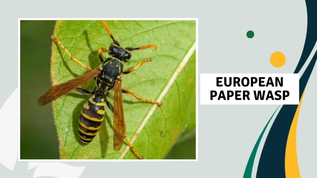What is a European Paper Wasp