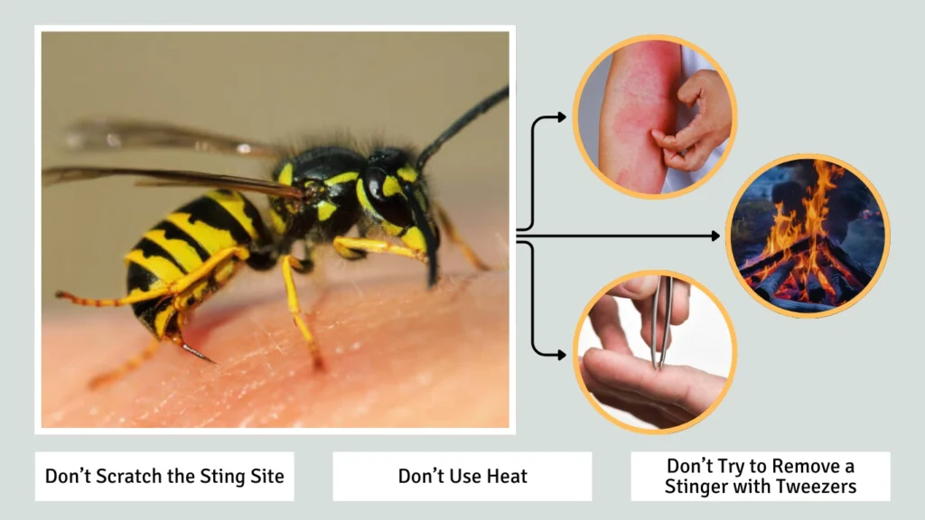 What to Avoid After a Wasp Sting