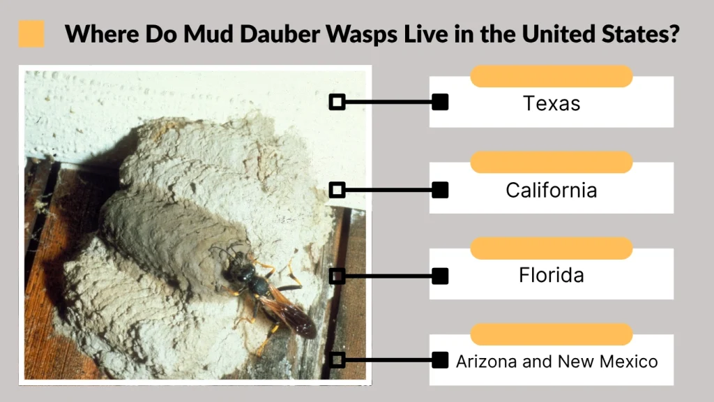 Where Do Mud Dauber Wasps Live in the United States