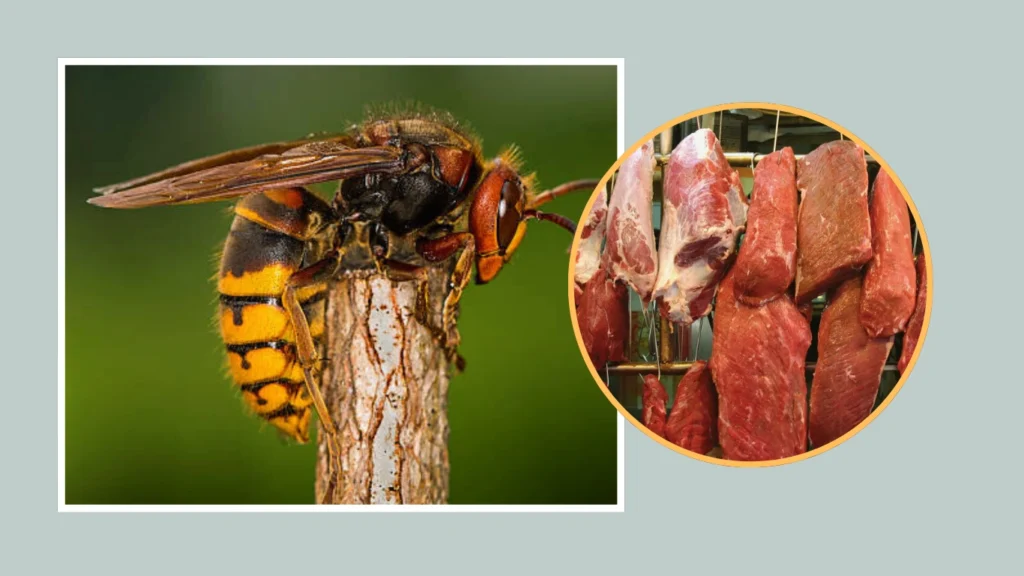 Why Do Hornets Eat Meat