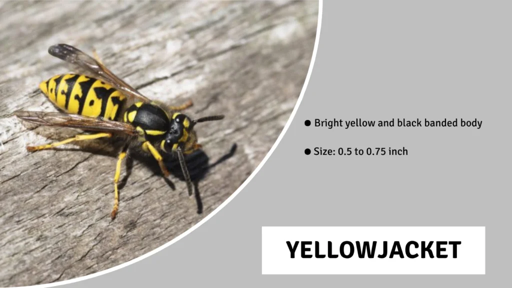 Yellowjacket