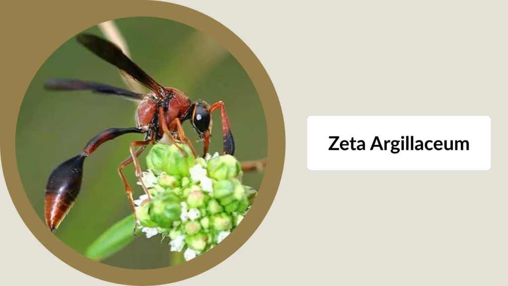 Zeta argillaceum