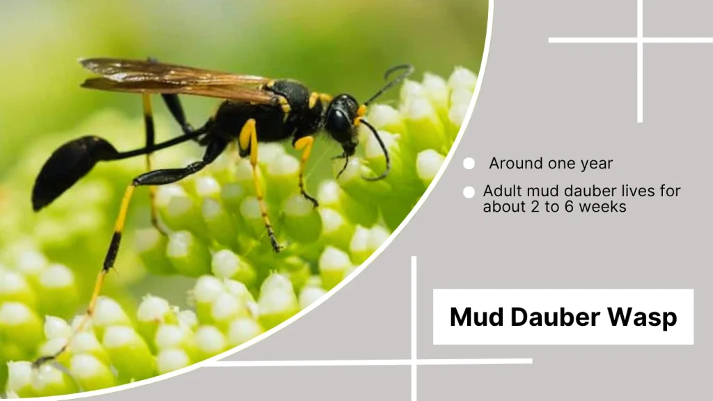 What is the Average Lifespan of a Mud Dauber Wasp?