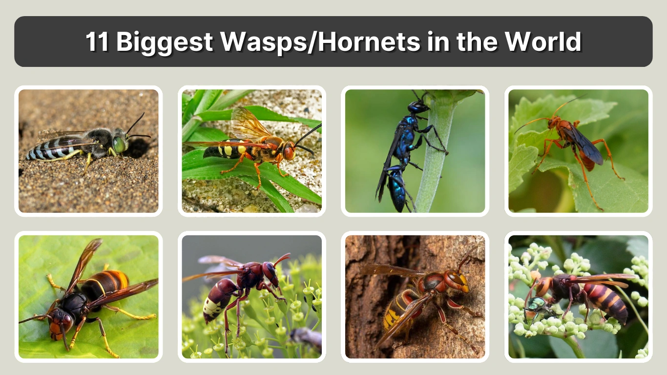 11 Biggest WaspsHornets in the World (With Size Comparison)