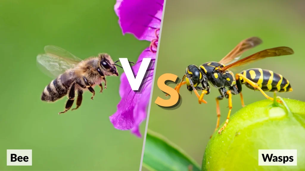 11 Key Differences Bees and Wasps