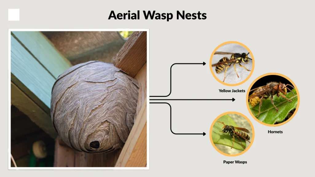 Aerial Wasp Nests