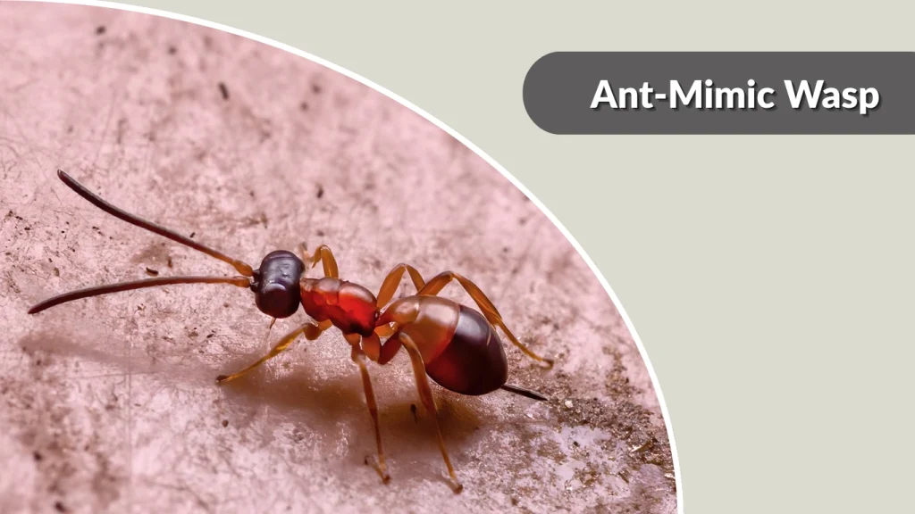 Ant-Mimic Wasp