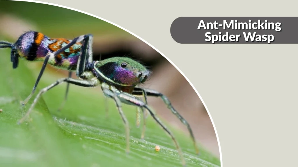 Ant-Mimicking Spider Wasp